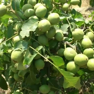 نهال گردو ژنوتیپ نارون تیپ 4