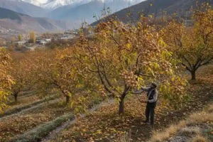 بررسی معایا و مزایا درخت گردو چندلر