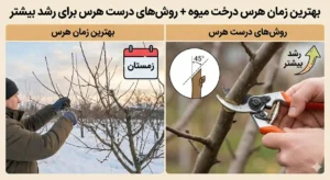 بهترین زمان هرس درخت میوه