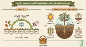 کاشت نهال بادام