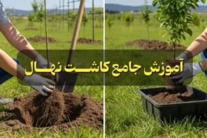 کاشت نهال