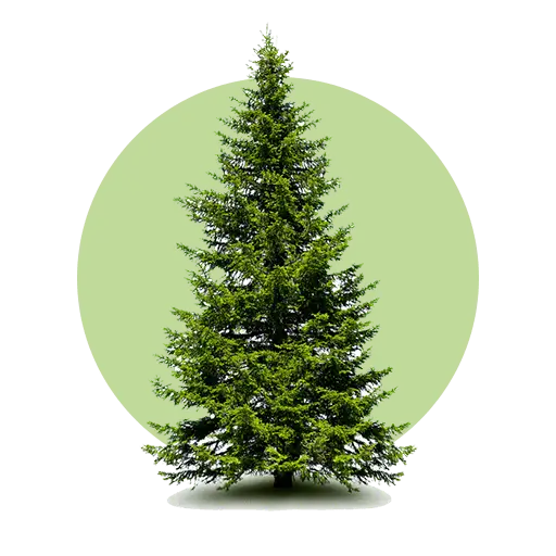 درختچه های زینتی