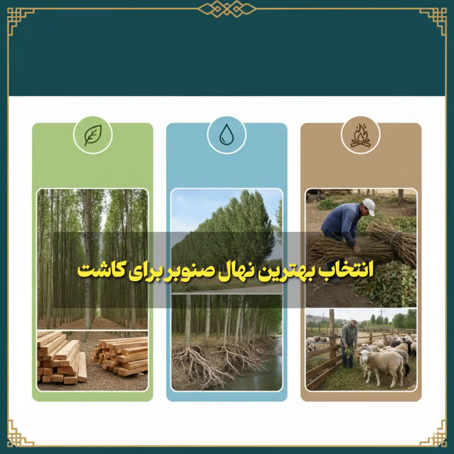 انتخاب نهال صنوبر بر اساس هدف (چوب صنعتی، فضای سبز و تولید اقتصادی)