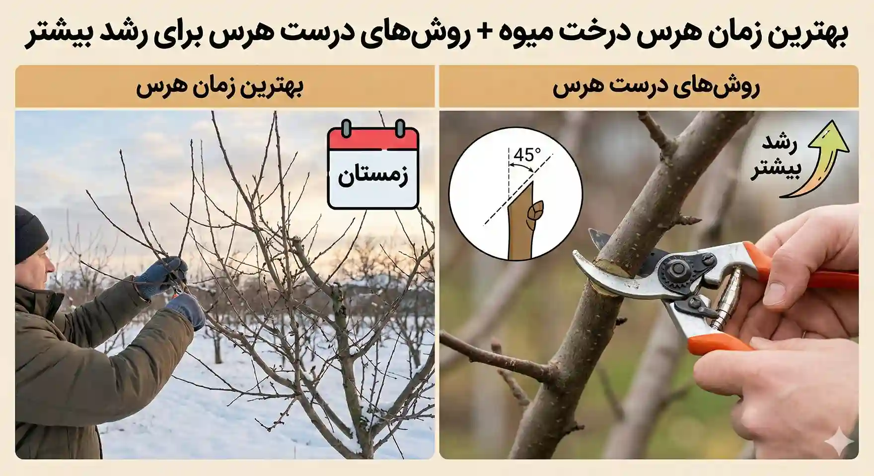 بهترین زمان هرس درخت میوه