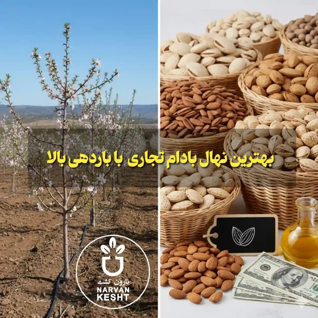بهترین نهال بادام تجاری با باردهی بالا