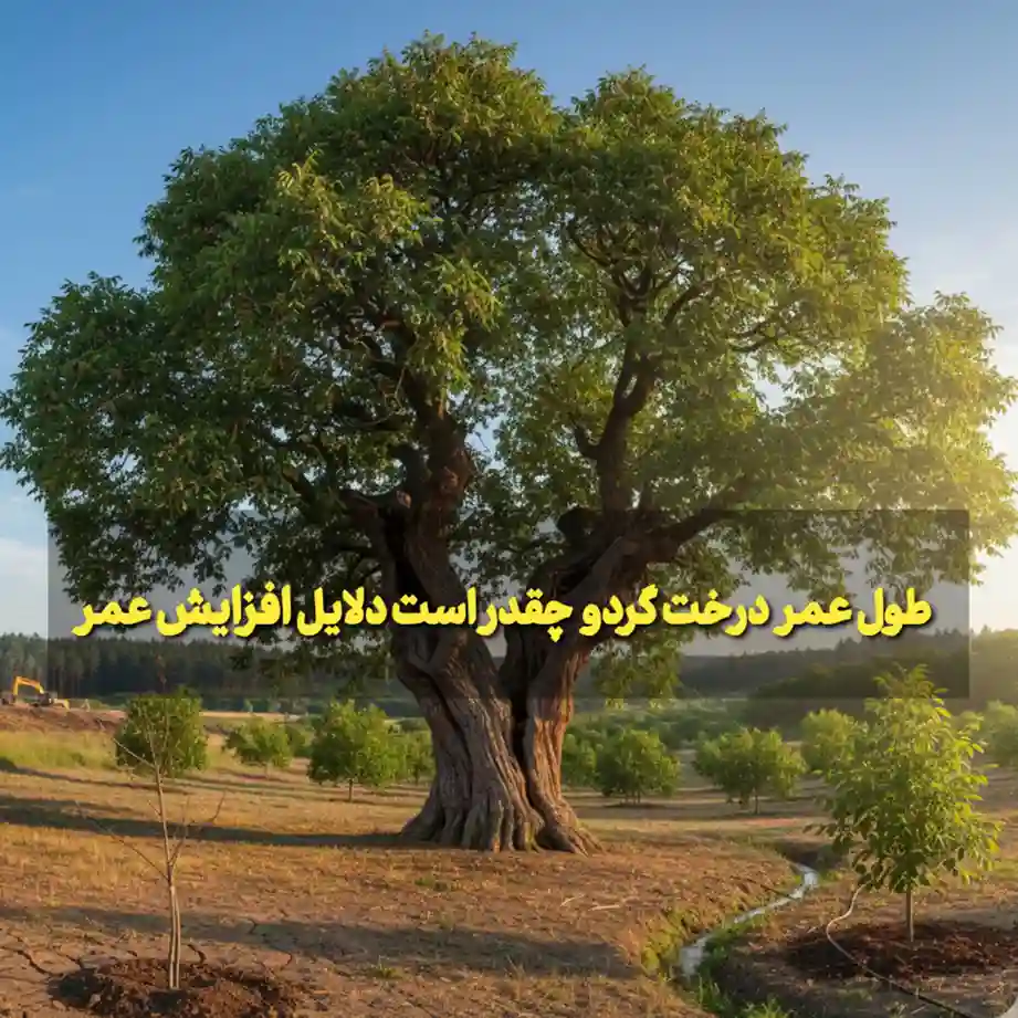 طول عمر درخت گردو چقدر است