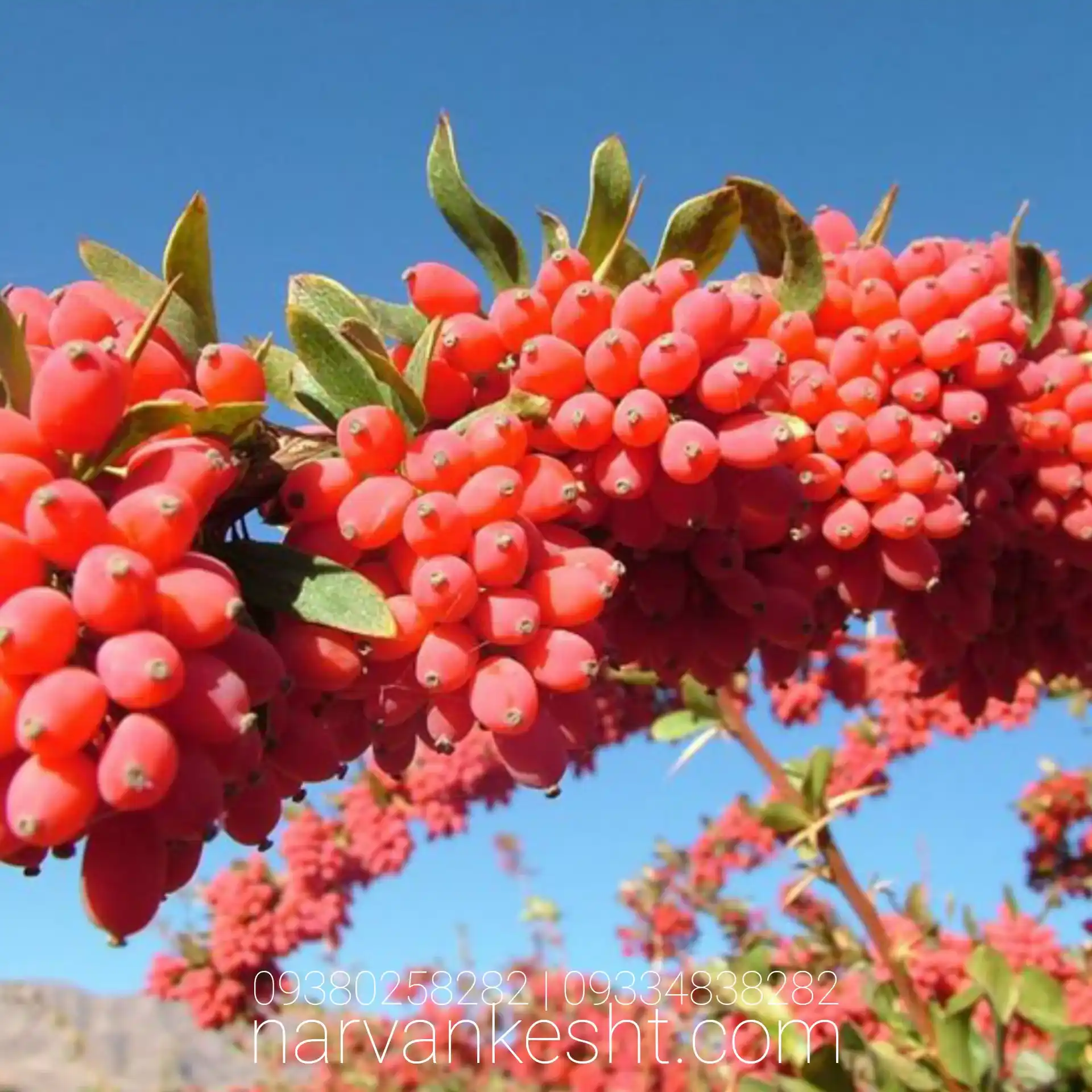نهال زرشک بیرجند