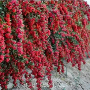 نهال زرشک قائنات