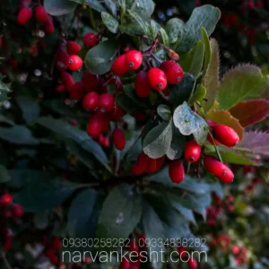 نهال زرشک قرمز بی دانه