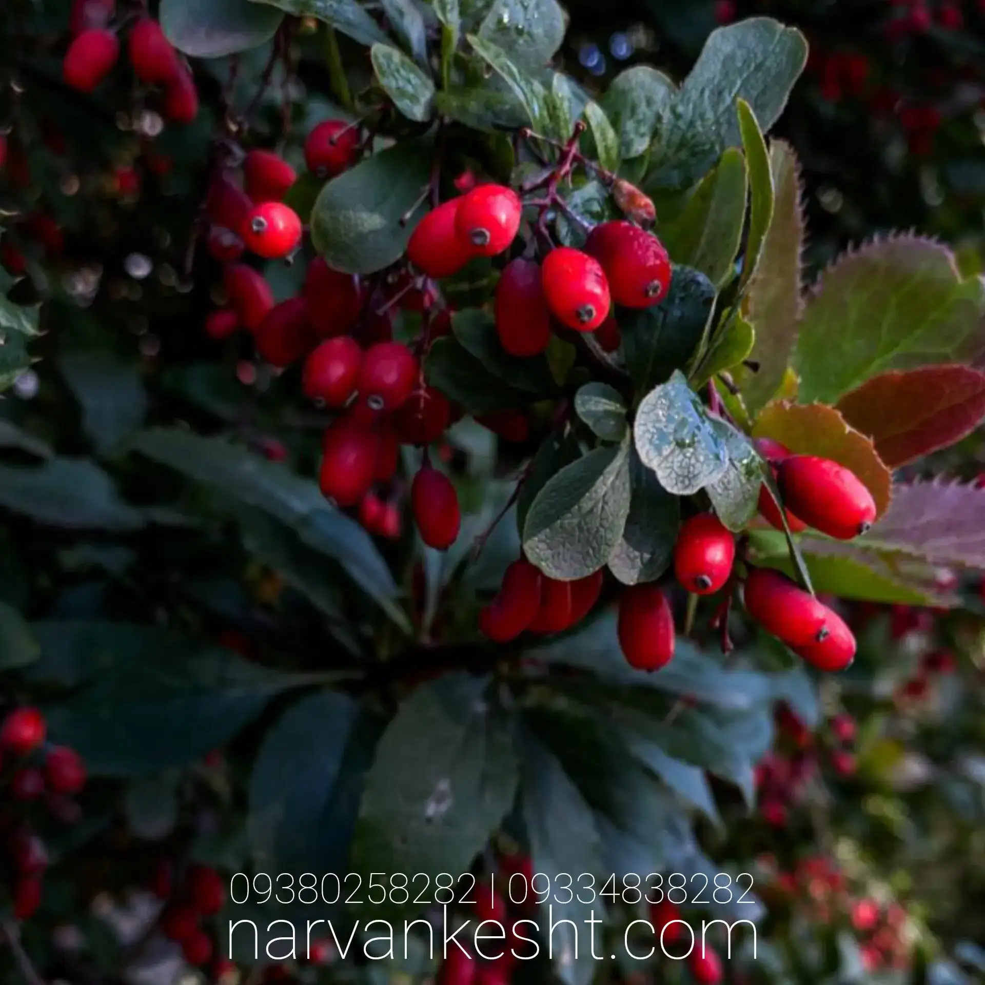 نهال زرشک قرمز بی دانه