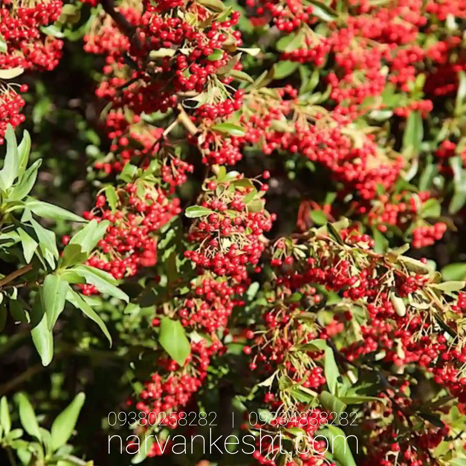 نهال زرشک پلویی