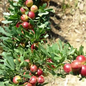 نهال فندق انیس ترکیه