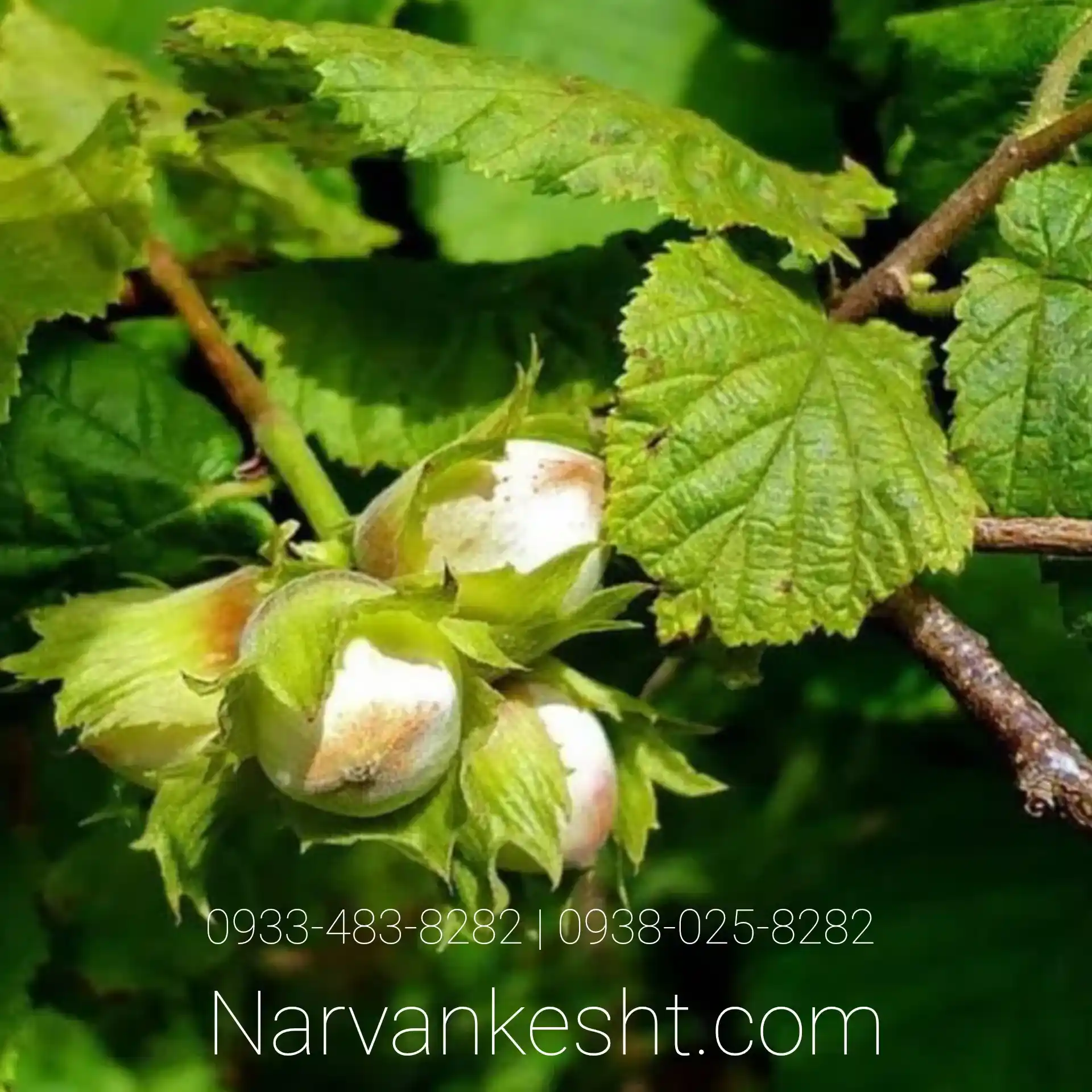 نهال فندق بارتلو