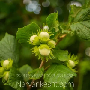 نهال فندق بارسلونا