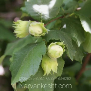 نهال فندق تک شاخه