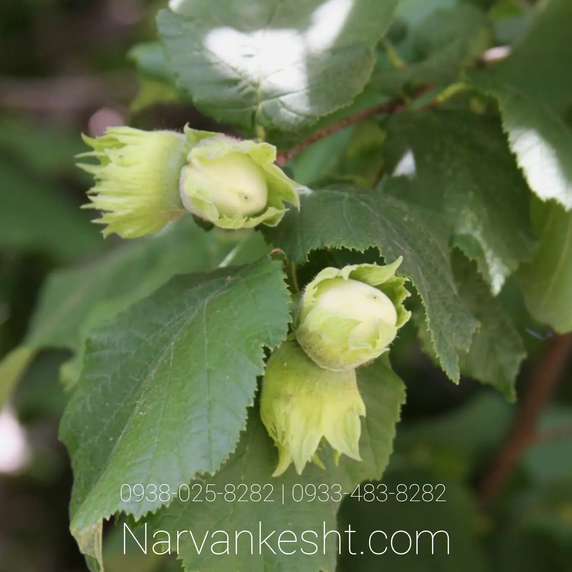 نهال فندق تک شاخه