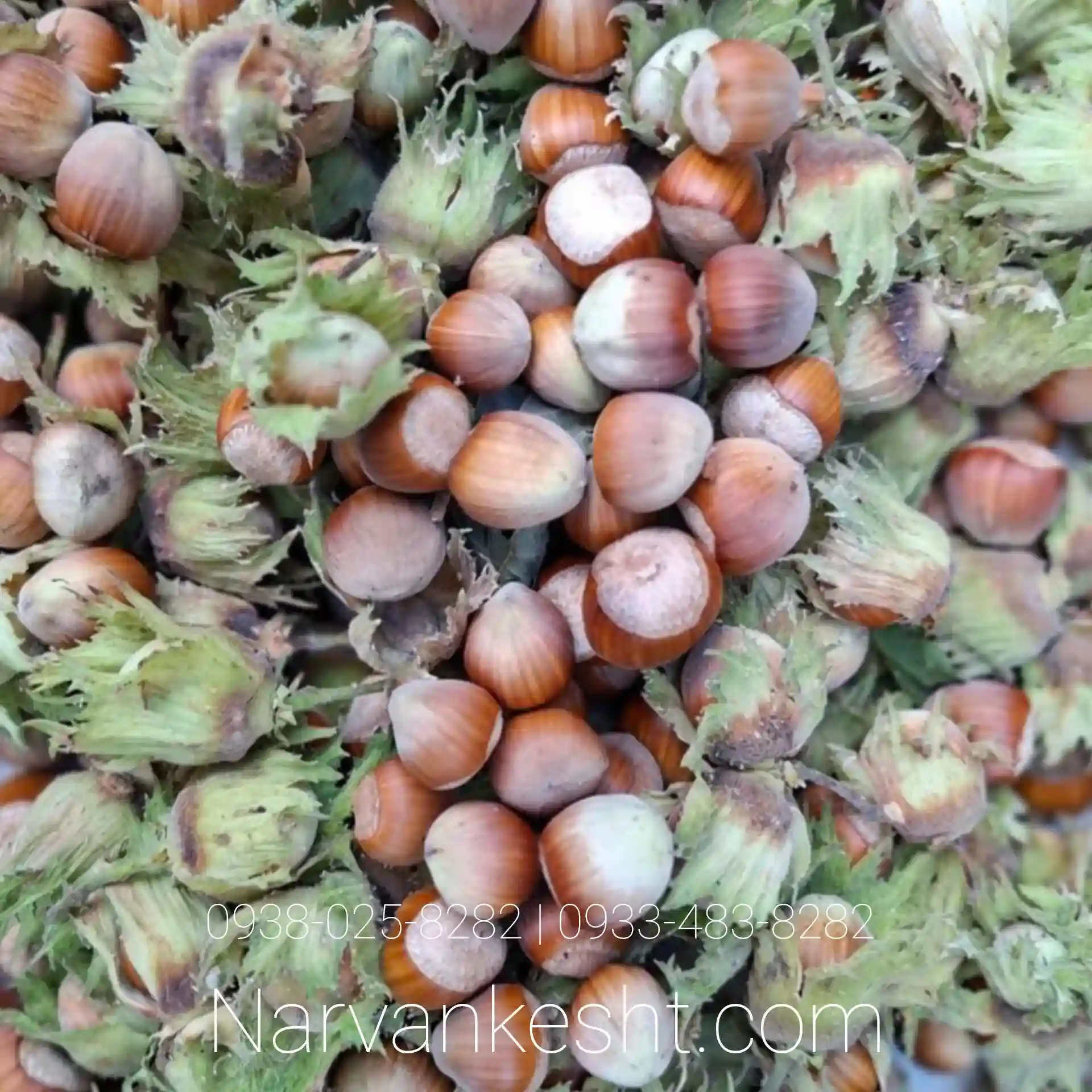 نهال فندق قزوین نهال فندق قزوین