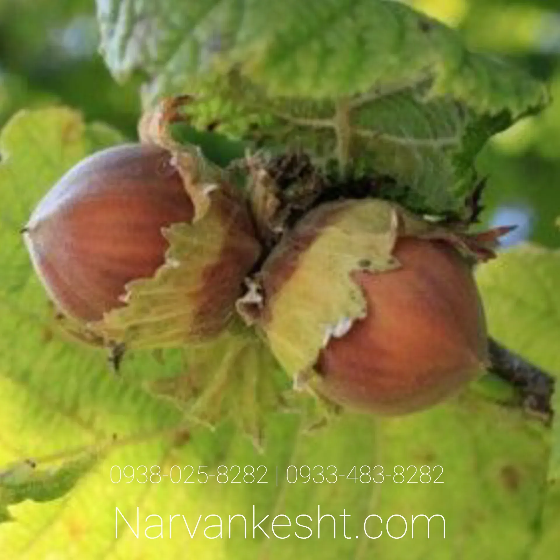 نهال فندق موری