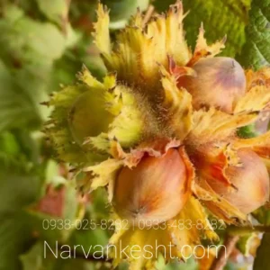 نهال فندق نخجوان