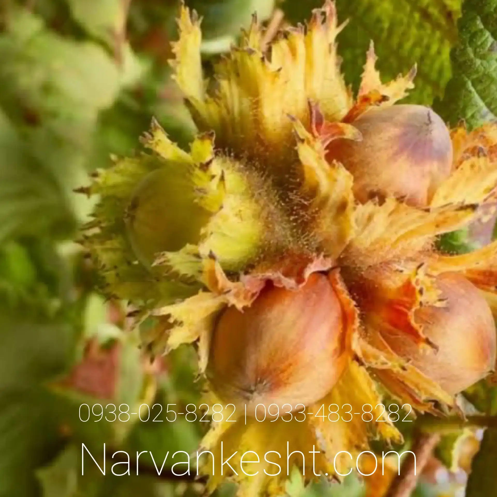 نهال فندق نخجوان