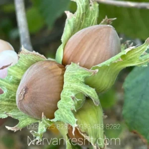 نهال فندق گردویی