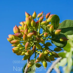 نهال پسته اسرائیلی