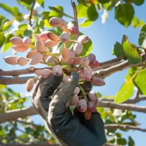 نهال پسته بادامی