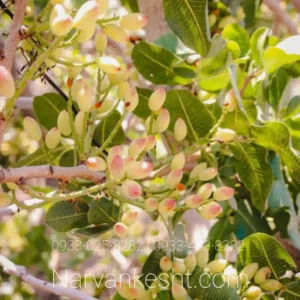 نهال پسته خنجری دامغان