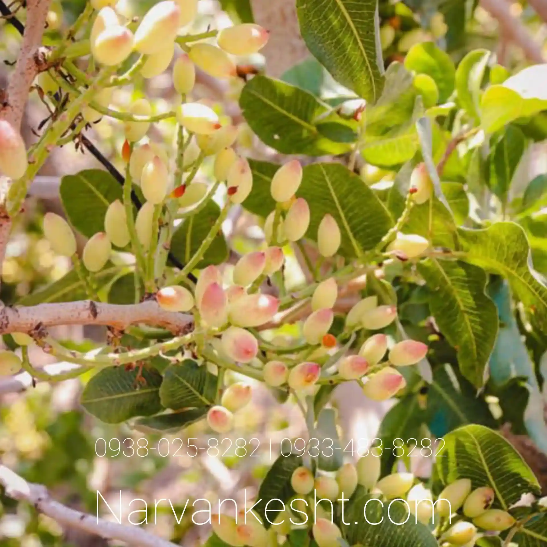 نهال پسته خنجری دامغان