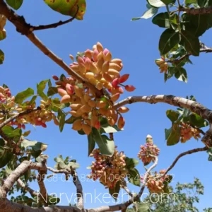 نهال پسته خوشه‌ای