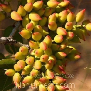 نهال پسته رفسنجان