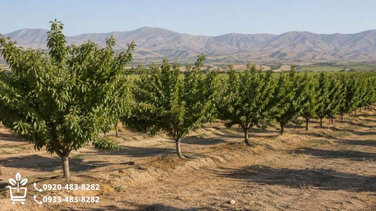 احداث باغ بادام؛ از انتخاب نهال تا ساخت یک باغ کم‌دردسر و پربازده