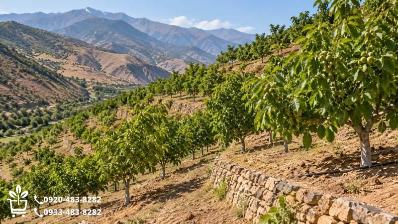 احداث باغ گردو در زمین شیب‌دار