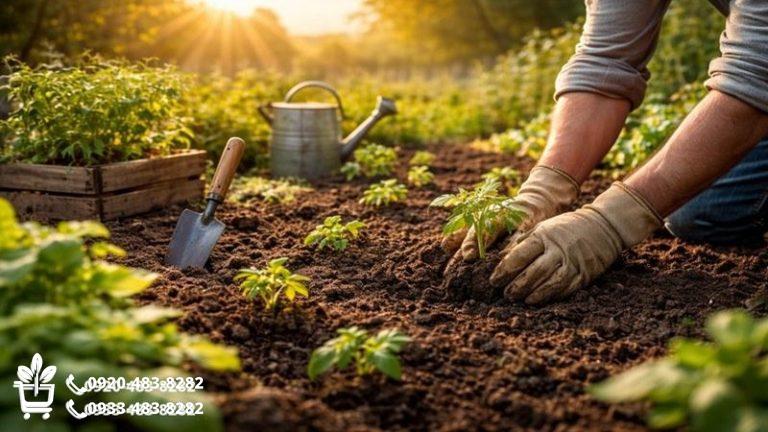 بهترین خاک برای کاشت نهال؛ رشد سریع و باردهی بالا