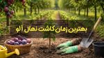 بهترین زمان کاشت نهال آلو