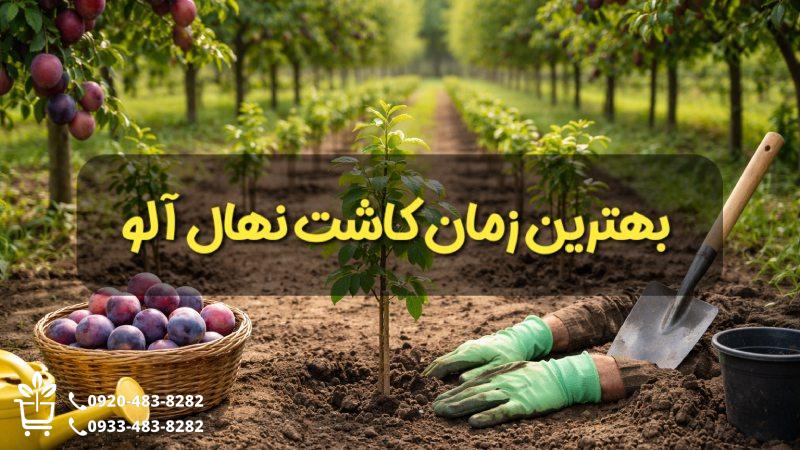 بهترین زمان کاشت نهال آلو
