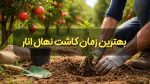 بهترین زمان کاشت نهال انار