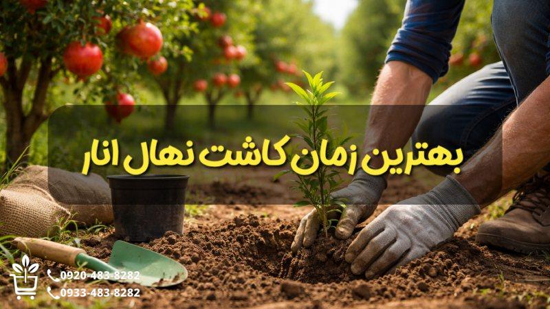 بهترین زمان کاشت نهال انار