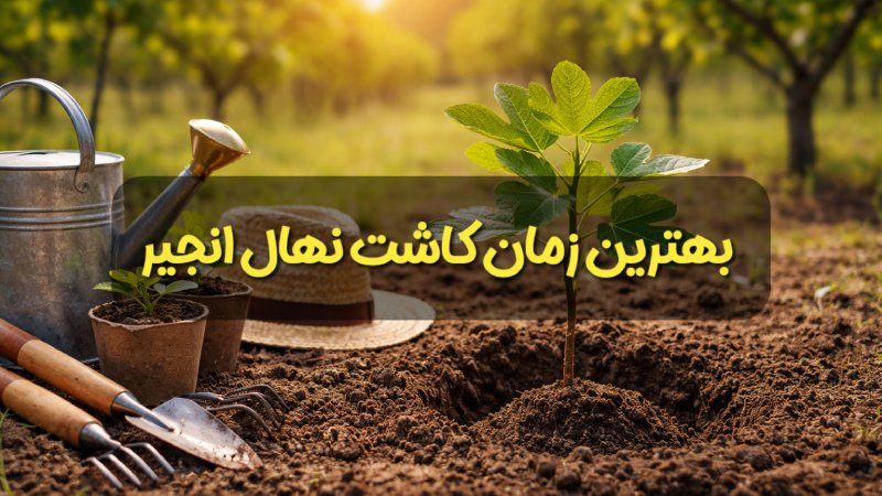 بهترین زمان کاشت نهال انجیر