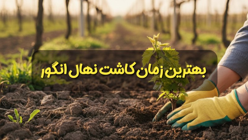 بهترین زمان کاشت نهال انگور