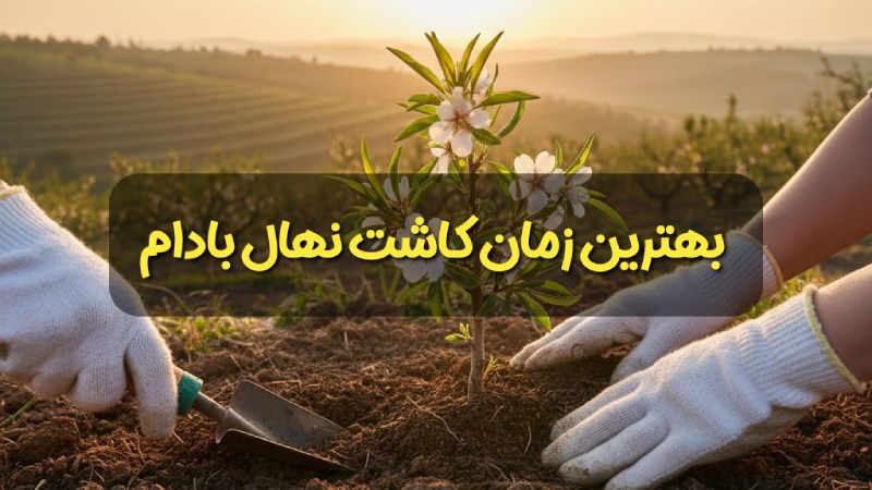 بهترین زمان کاشت نهال بادام