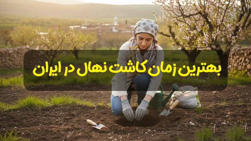 بهترین زمان کاشت نهال در ایران؛ تقویم طلایی اقلیم‌ های مختلف