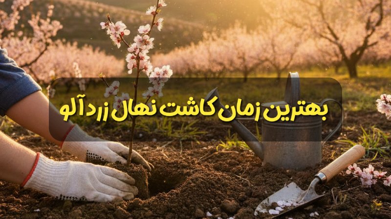بهترین زمان کاشت نهال زردآلو