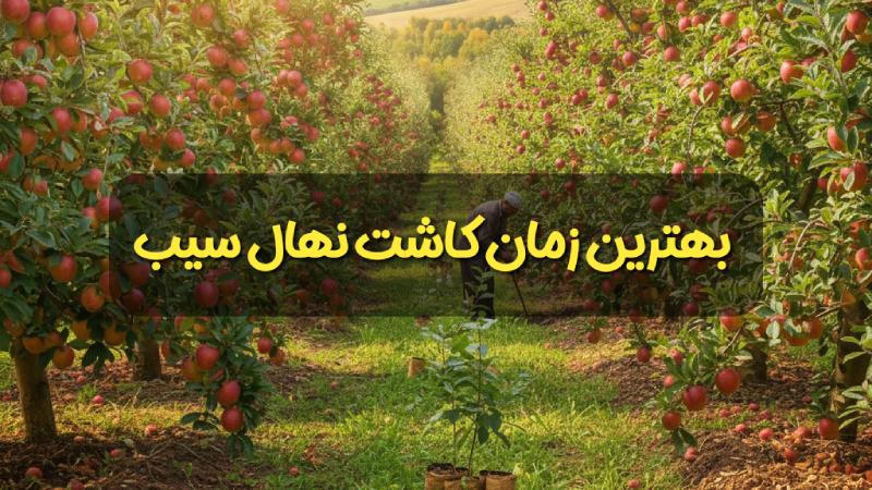 بهترین زمان کاشت نهال سیب