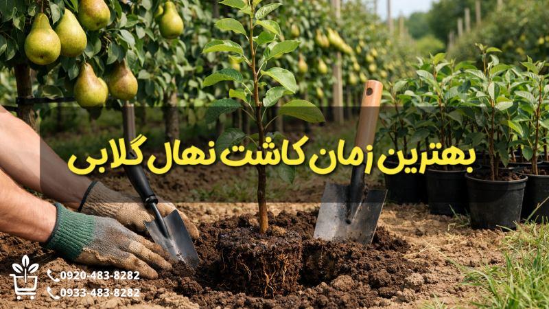 بهترین زمان کاشت نهال گلابی