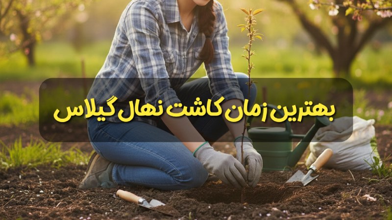 بهترین زمان کاشت نهال گیلاس