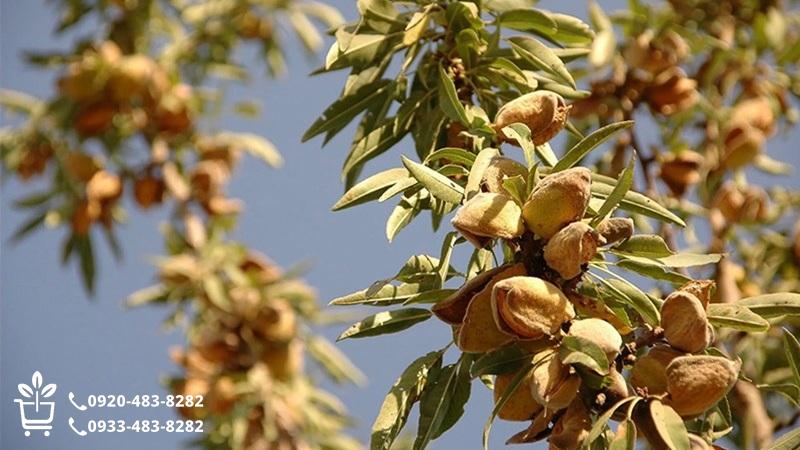 بهترین نهال بادام ایران؛ بررسی ارقام سودآور