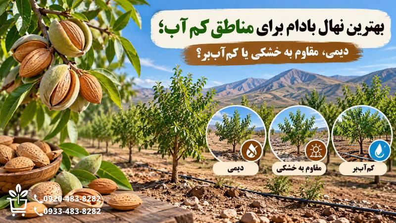 بهترین نهال بادام برای مناطق کم آب