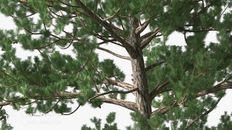 بهترین نهال صنوبر ایران؛ پول‌ سازترین درخت برای زراعت چوب و بادشکن (آپدیت ۲۰۲۶)