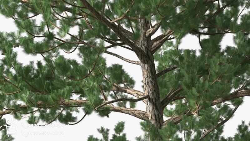 بهترین نهال صنوبر ایران